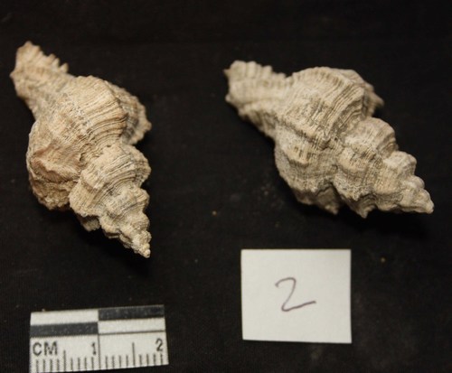 Hexaplex truncatula (Foresti, 1868) - Pliocene.